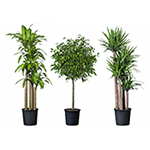 plante-decorative