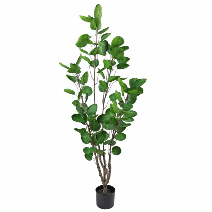 Planta in ghiveci, GS, 1.60m