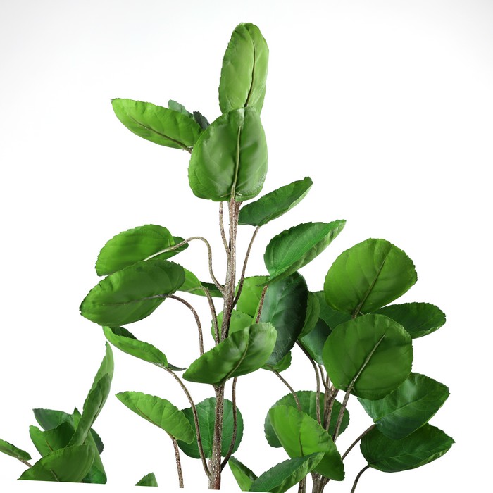Planta in ghiveci, GS, 1.60m