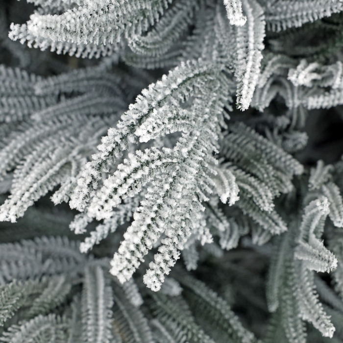 Brad de craciun, YALUNKA, Aspen, Alb/Verde, 210 cm, PE, Inzapezit